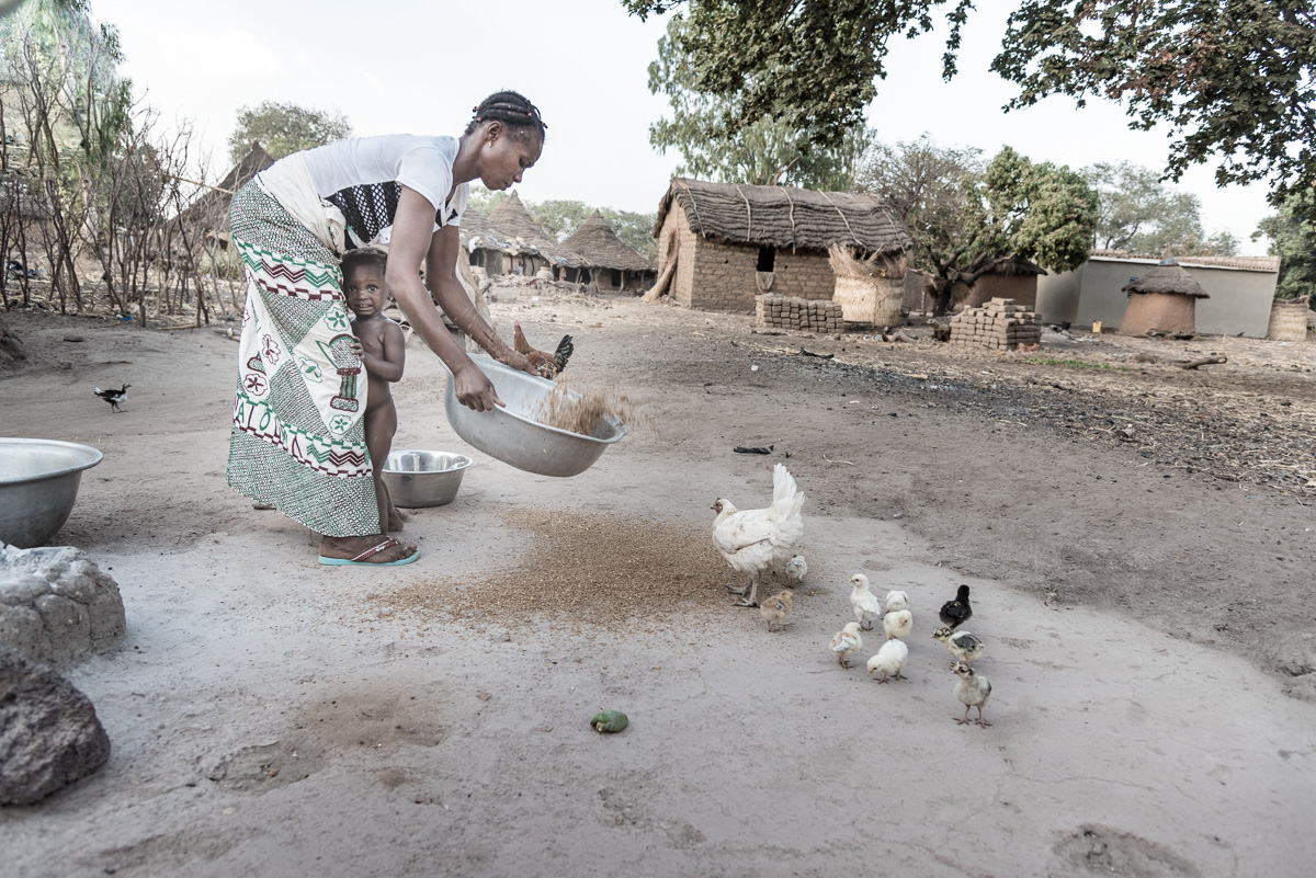 Een vrouw die de kippen voert in het dorp