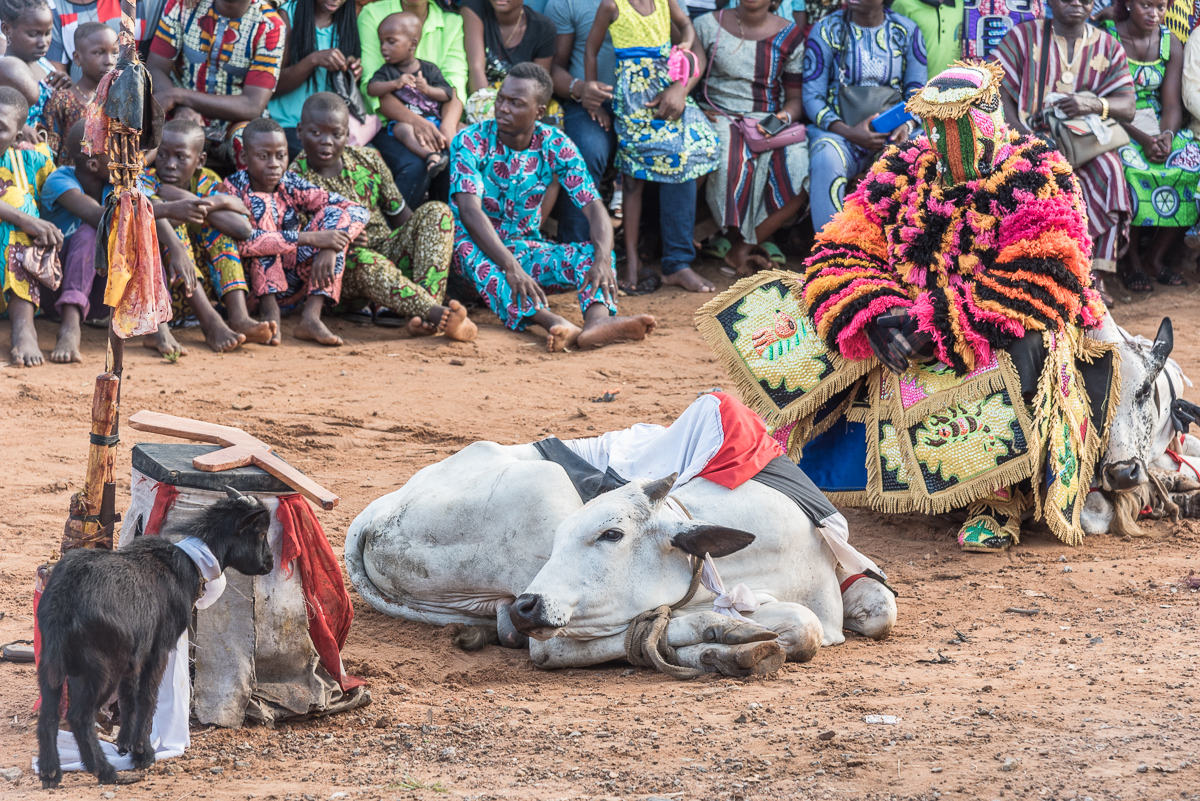 Een geit kijkt en een koe kijken elkaar aan. Voordat ze geofferd worden tijdens een ritueel in Benin