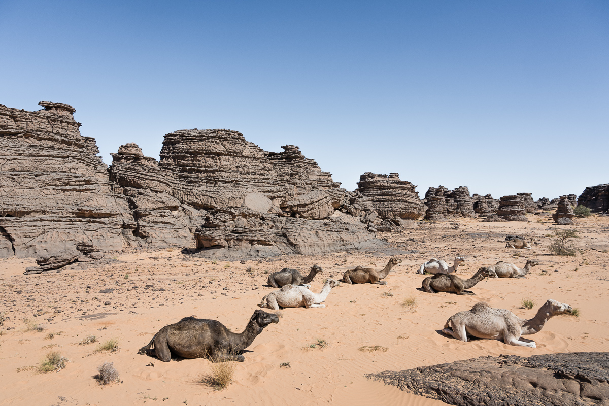 Kamelen en rotsen in de woestijn in Algerije