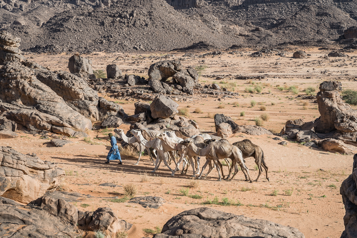 Wadjussin met onze kamelen in de Sahara